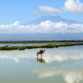 Gnous avec le Kilimandjaro en arrière-plan. sur Richard Guijt Photography