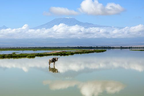 Gnous avec le Kilimandjaro en arrière-plan.