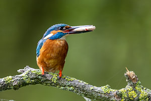 Eisvogel mit Plötze