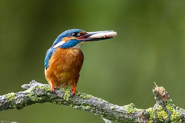 Kingfisher with roach by Martijn Smit