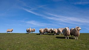 Schapen op de dijk van Fonger de Vlas