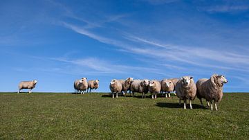 Sheep on the dyke by Fonger de Vlas