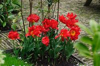 tulpen in perk