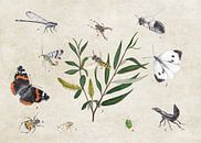 Saule blanc avec des insectes par Jasper de Ruiter Aperçu