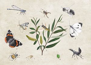 Weisse Weide mit Insekten von Jasper de Ruiter