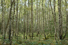 Birkenwald 2026 von Marco Liberto