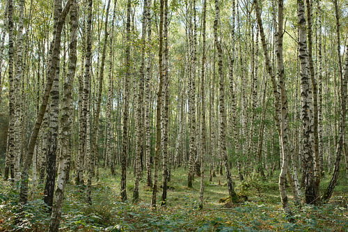 Birkenwald 2026