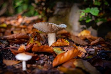 Paddenstoelen in het bos 01 van Arthur Bruinen