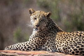 Leopard | South Africa | Kruger Park by Claudia van Kuijk