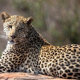 Luipaard | Zuid-Afrika | Krugerpark van Claudia van Kuijk