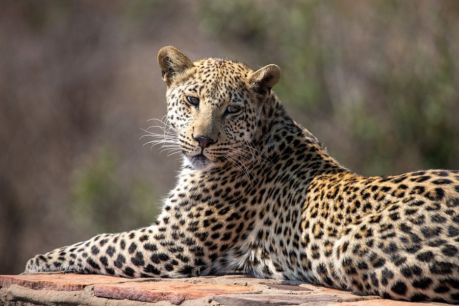 Luipaard | Zuid-Afrika | Krugerpark Van Claudia Van Kuijk Op Canvas ...