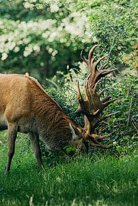 Grazend Edelhert op de Veluwe van Peter Boon