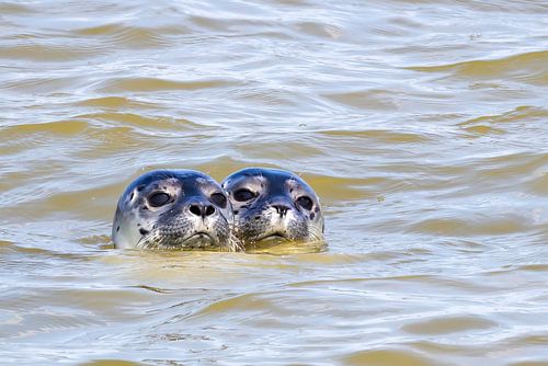 seals