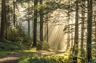 Lumière du matin dans la Forêt-Noire par Guido de Kleijn Aperçu