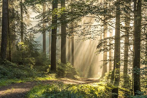 Lumière du matin dans la Forêt-Noire sur Guido de Kleijn