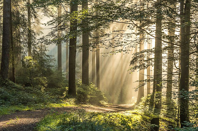 Lumière du matin dans la Forêt-Noire par Guido de Kleijn