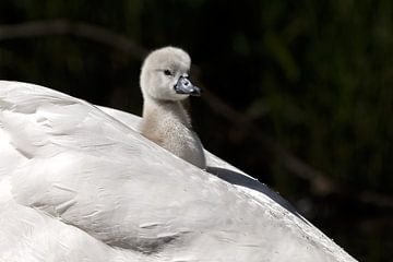 Le jeune cygne sur Menno Schaefer