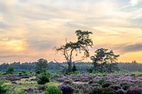 The heather blooms, the sunset stirs