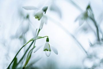 Schneeglöckchen | Frühlingsblüher | Naturfotografie von Nanda Bussers