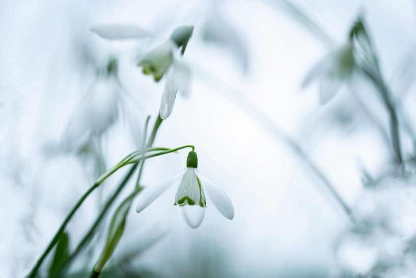 Snowdrops | Spring bloomers | Nature photography by Nanda Bussers