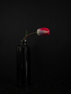 Stillleben Tulpe von Evelien Brouwer