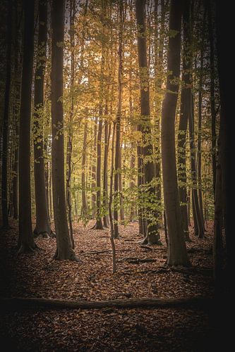 De kleine boom tussen de grote bomen .