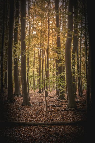 The little tree among the big trees . by Robby's fotografie