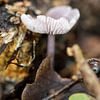 Herfst tafereel van Miranda van Hulst