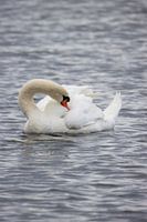 Schwan im See