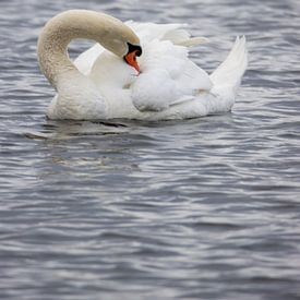 Schwan im See von Barry van Strien