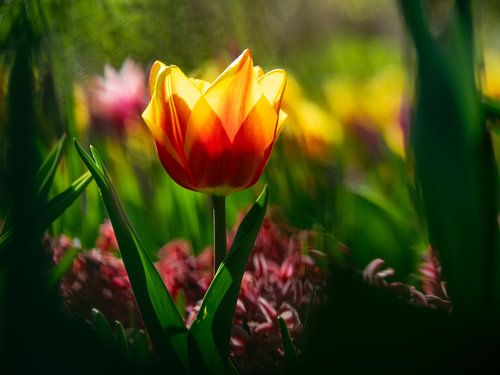 Single Tulip low to the ground