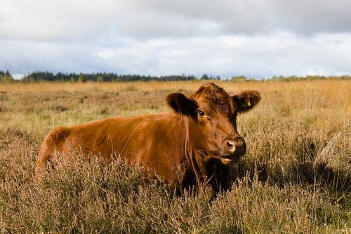 Red Angus Rindfleisch bei North Field. von Harmjan de Vries
