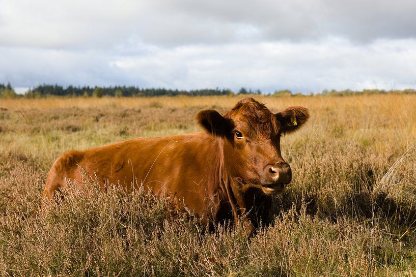 Red Angus beef at North Field. by Harmjan de Vries