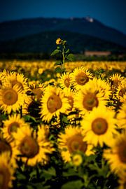 zonnebloemen by Studio  Milaan