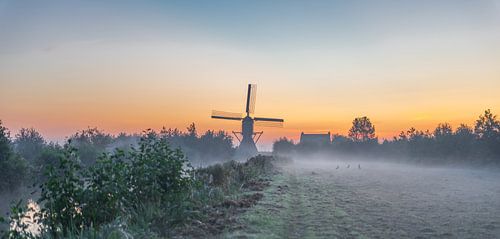 3 hazen in de ochtend dauw in het weiland