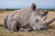 Nördliches Breitmaulnashorn von Andy Troy Miniaturansicht