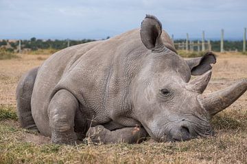 Northern white rhino by Andy Troy