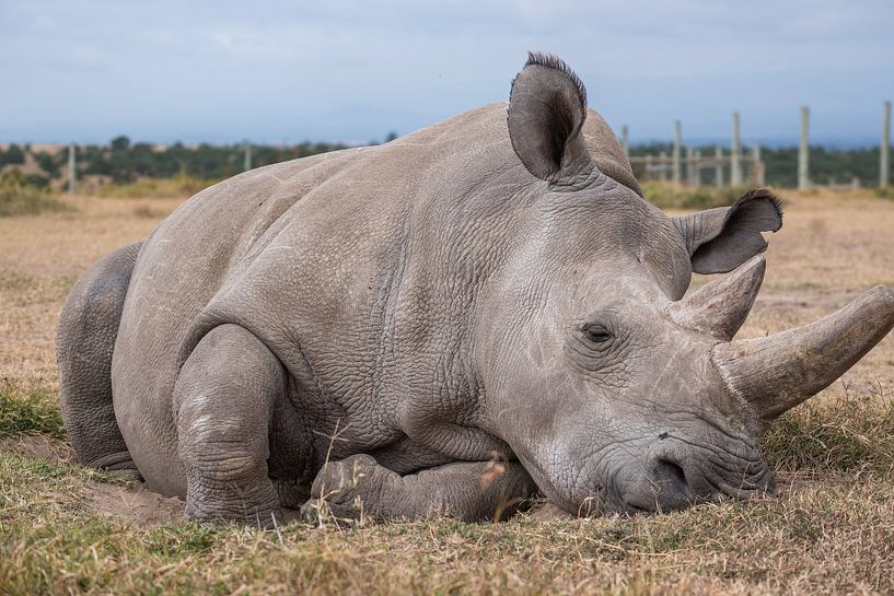 Nördliches Breitmaulnashorn von Andy Troy