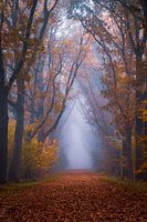 Mysteriöser Wald