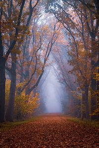 Mysteriöser Wald von Julius Pot