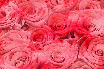 Rode rozen van gea strucks