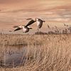 Two flying geese in nature reserve the Brabantse Biesbosch by Tonny Verhulst