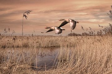 Twee vliegende ganzen in natuurgebied de Brabantse Biesbosch
