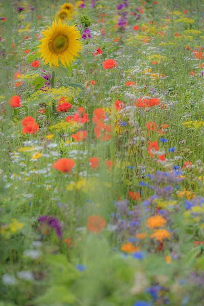 Field flowers by Moetwil en van Dijk - Fotografie