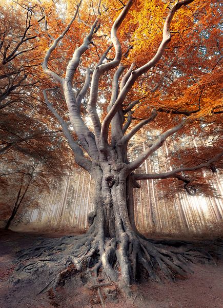 Gusty, Slotplaats Bakkeveen par Rob Visser