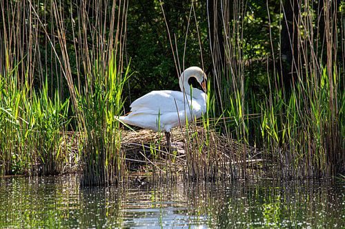 Moeder-zwaan achter het riet