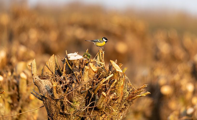 Great Tit on pollard willow by Peter Branger