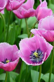 Tulipa soft Purple von Marcel van Duinen