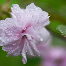 Cherry blossom covered in Raindrops II by Iris Holzer Richardson