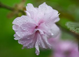 Kirschblüte bedeckt mit Regentropfen II